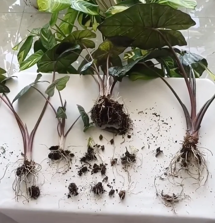 Alocasia Yucatan Princess divided into several plants with roots and corms visible