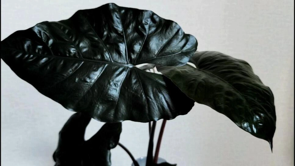 Alocasia Yucatan Princess Care: The Dark Alocasia That Grew on Me