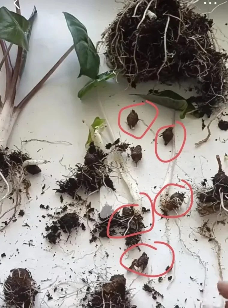 Alocasia Yucatan Princess corms found in the soil during division