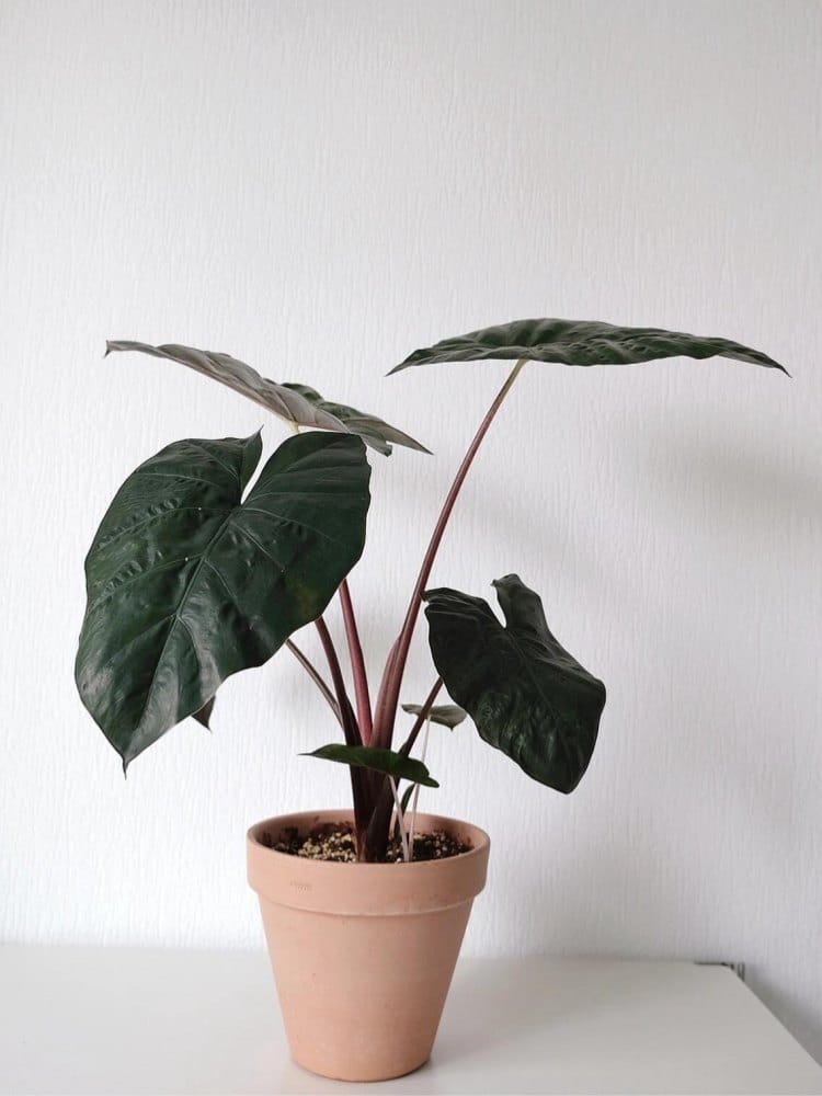 Alocasia Yucatan Princess with dark leaves and reddish stems growing indoors in a terracotta pot
