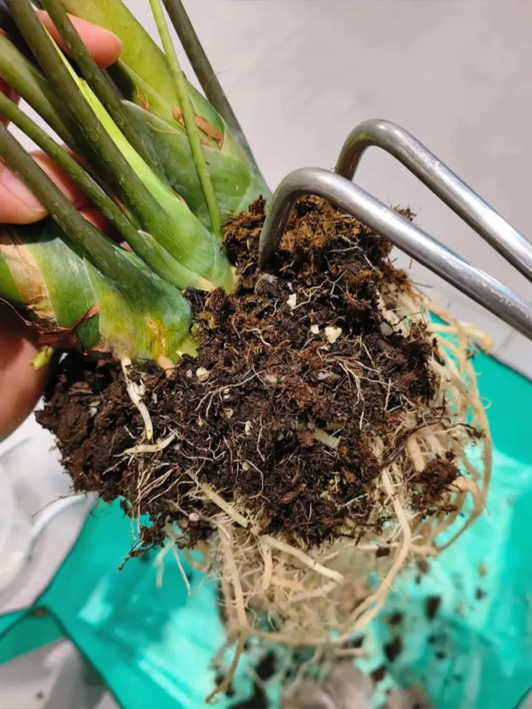 Alocasia Longiloba corm area being checked and cleaned before repotting