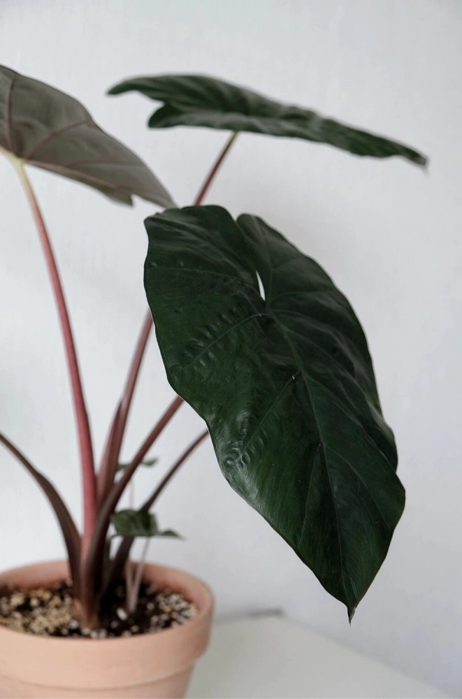 Close-up of a dark green Alocasia Yucatan Princess leaf with subtle veins indoors