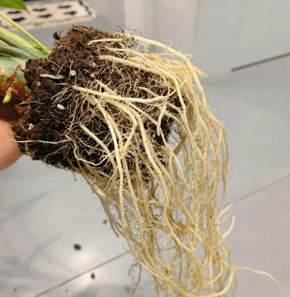 Long white Alocasia Longiloba roots after the old potting mix was loosened