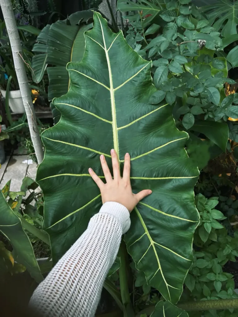 Large outdoor-grown Alocasia Sarian leaf with a hand showing its size after stronger light acclimation