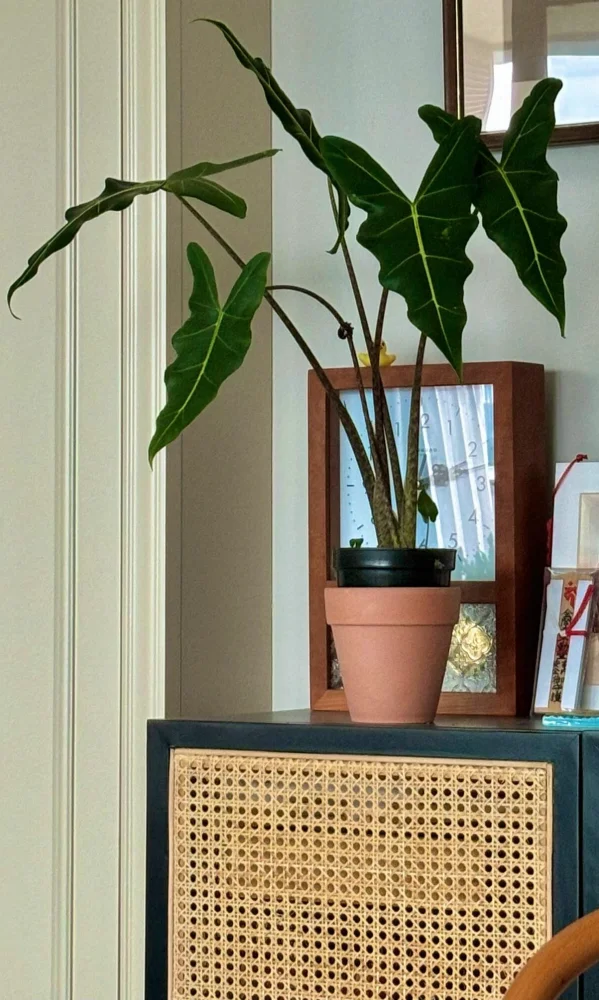 Alocasia Sarian leaning indoors with long petioles and a small pot before fully recovering