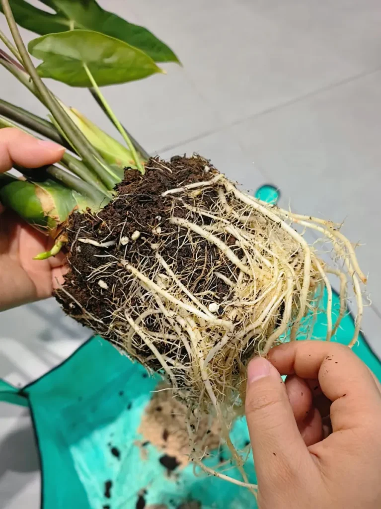 Healthy white Alocasia Longiloba roots being gently loosened by hand before repotting