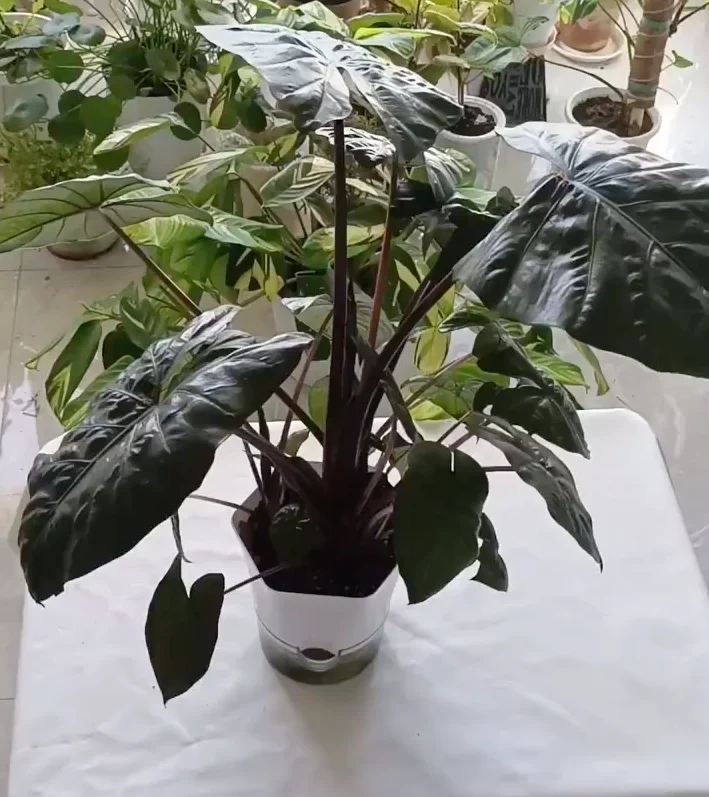 Mature Alocasia Yucatan Princess with dark leaves and reddish stems before division
