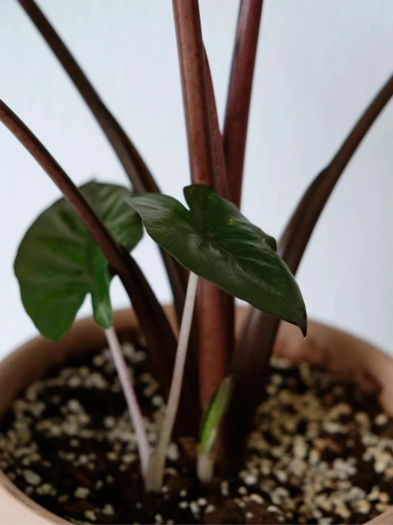Small baby growth emerging at the base of Alocasia Yucatan Princess with reddish stems