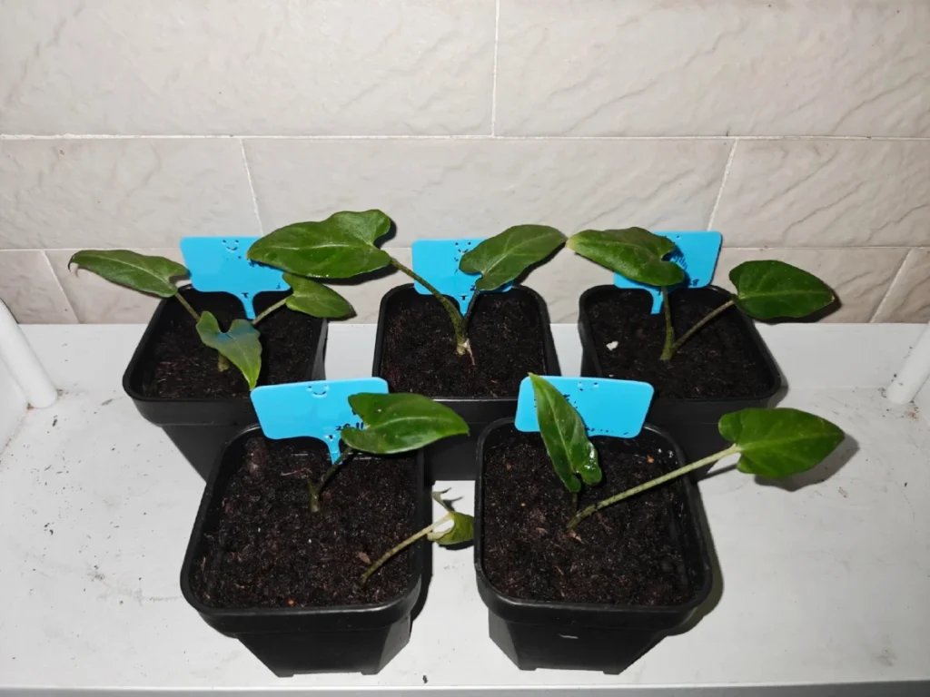 Newly divided Alocasia lauterbachiana pups growing in small individual pots after division
