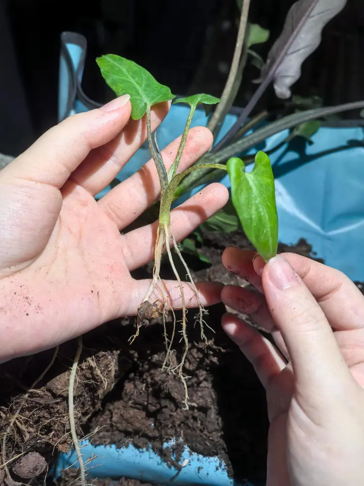 Alocasia lauterbachiana pup being separated with its own roots attached during division
