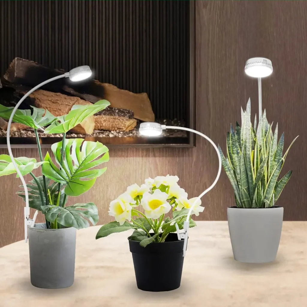 Setup for Small Jewel Alocasia