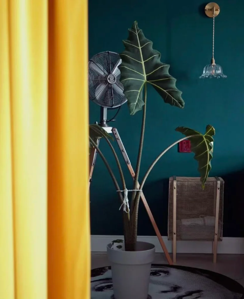 Alocasia Sarian temporarily tied to a support while recovering from soft stems and drooping leaves indoors