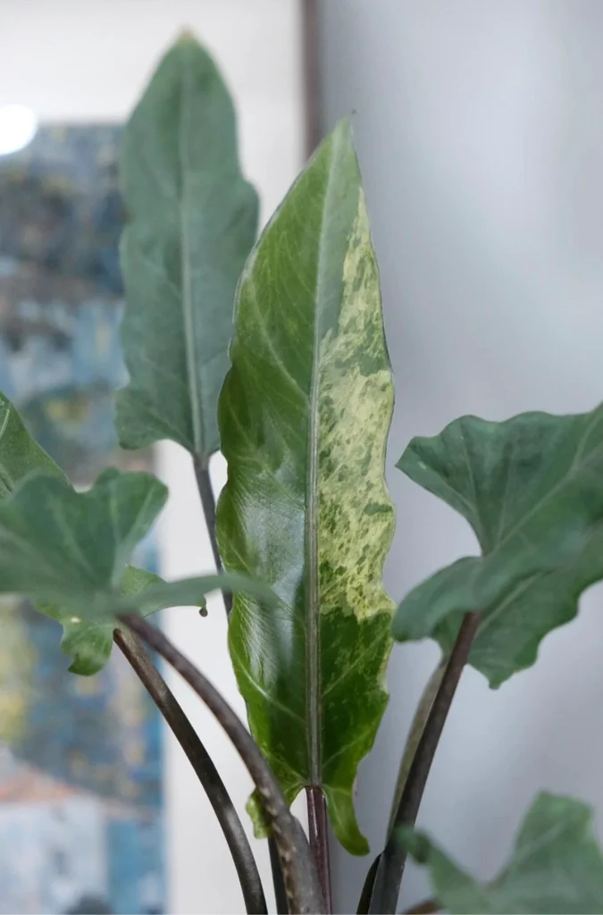 Alocasia lauterbachiana leaf with an unusual variegated-looking patch on one side of the narrow green leaf