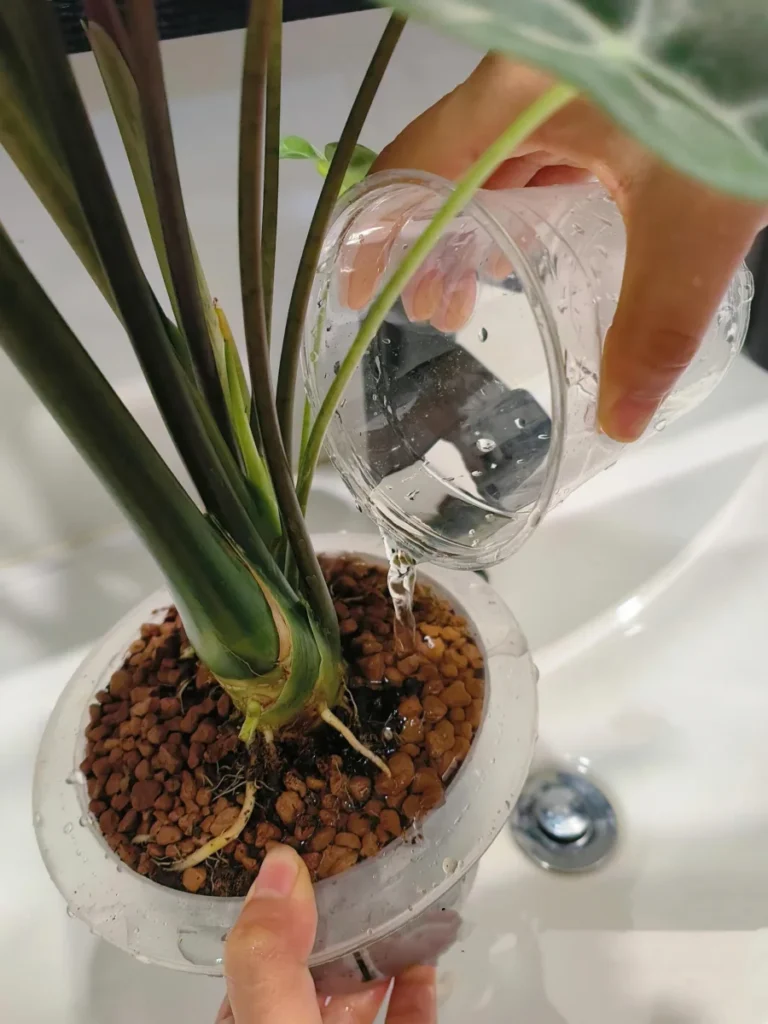 Alocasia Longiloba in a self-watering pot with water added below the inner basket