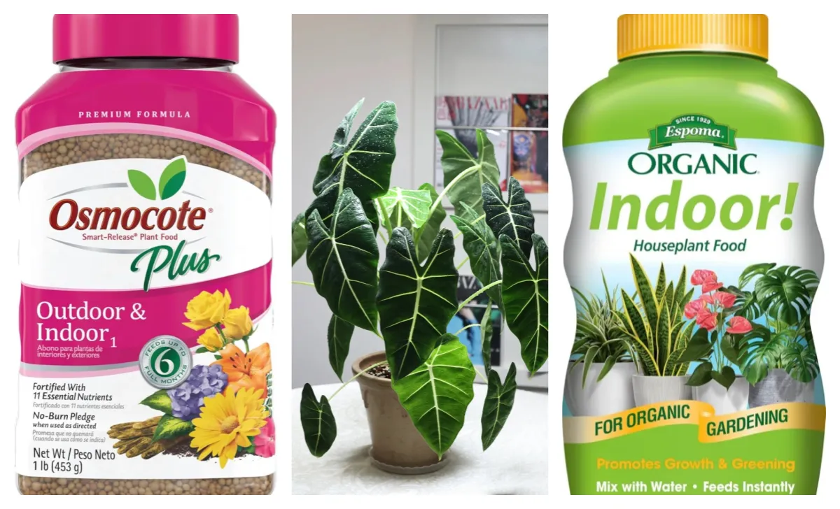 Best Fertilizer for Alocasia: Feed Without Burning Roots