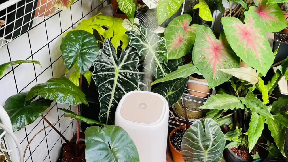Home 3 Best Humidity Setup for Alocasia Indoors: What I’d Buy