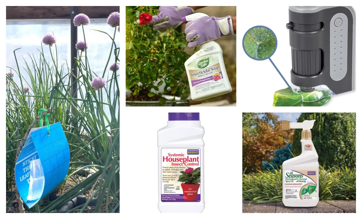 Best Pest Control Products for Alocasia: Spider Mites, Thrips, and Leaf Cleaning