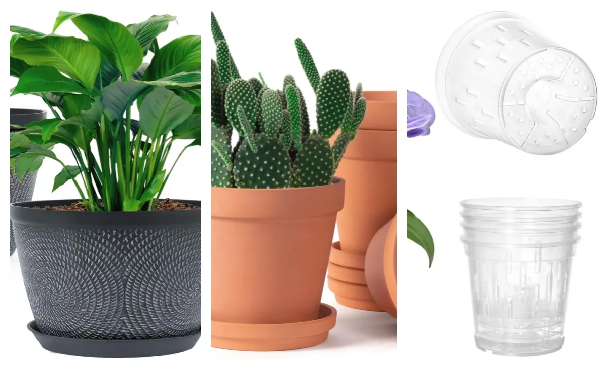 Home 2 Best Pots for Alocasia: Avoid Root Rot and Overpotting