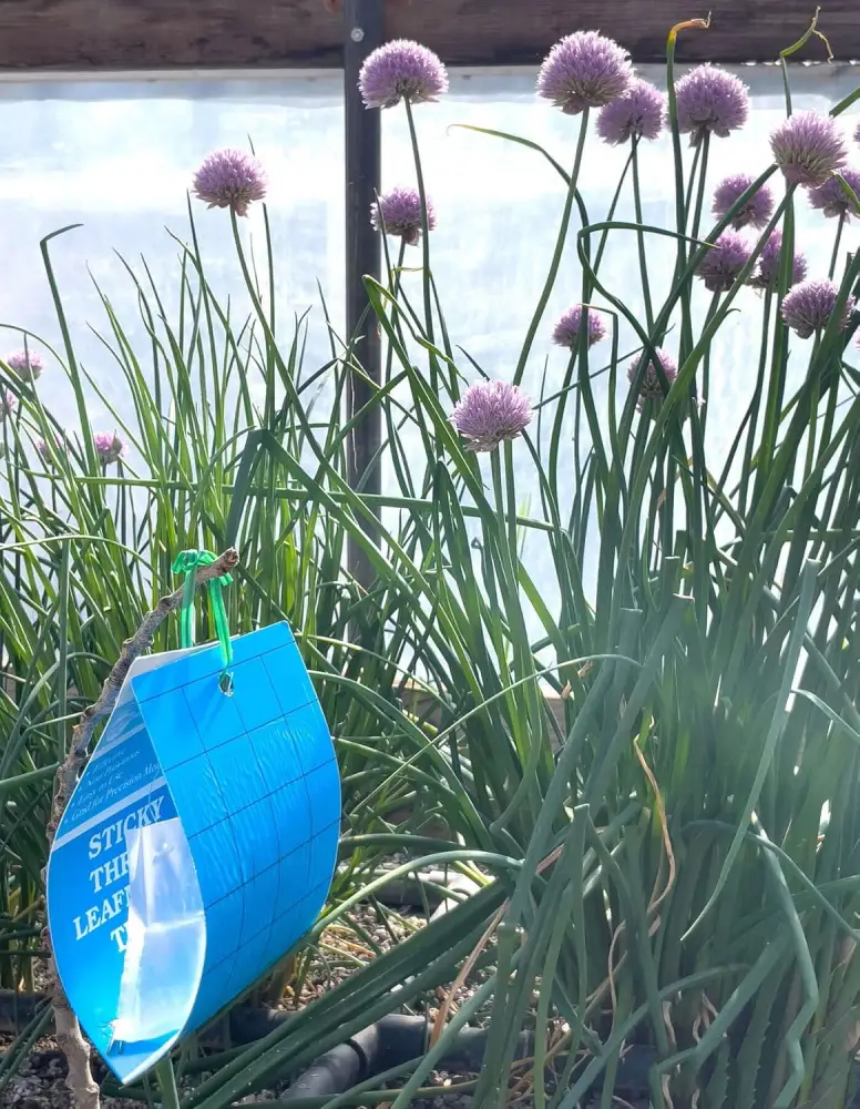Blue Sticky Thrips and Leafminer Traps