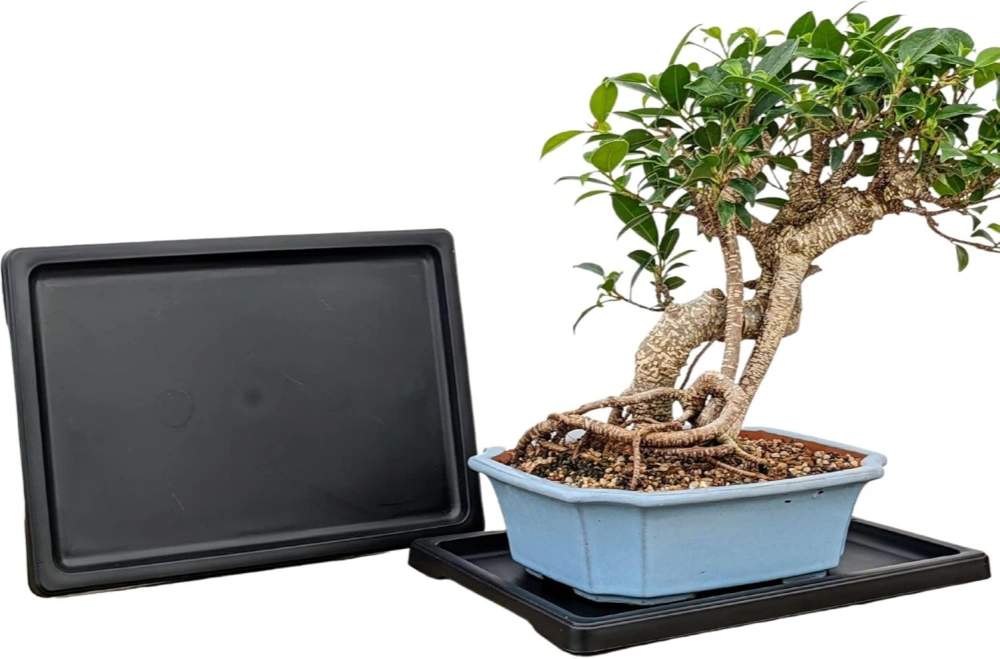 Tinyroots Bonsai Humidity Tray, 11-Inch