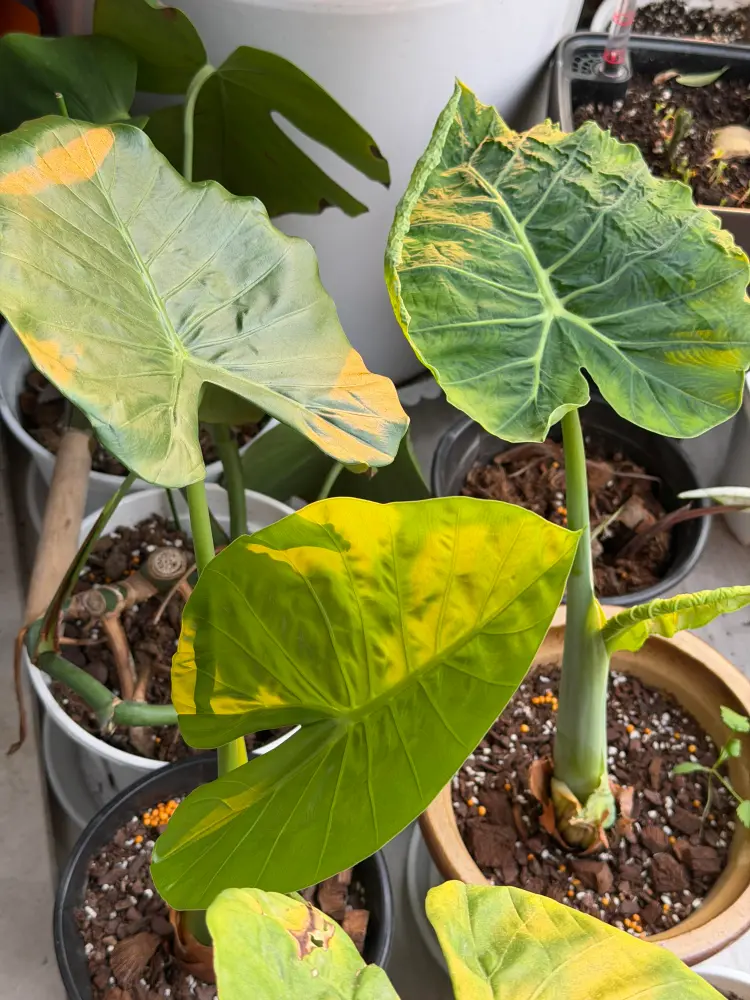 Are Those Bumps on Your Alocasia Scale Insects? How I Treat Them 7 healthy Alocasia plant after dealing with scale insects