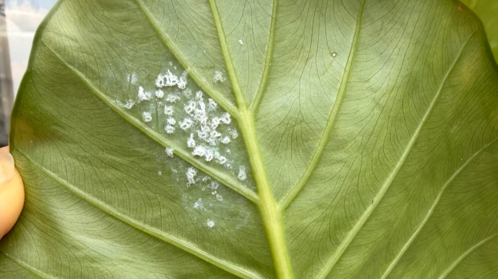 Are Those Bumps on Your Alocasia Scale Insects? How I Treat Them