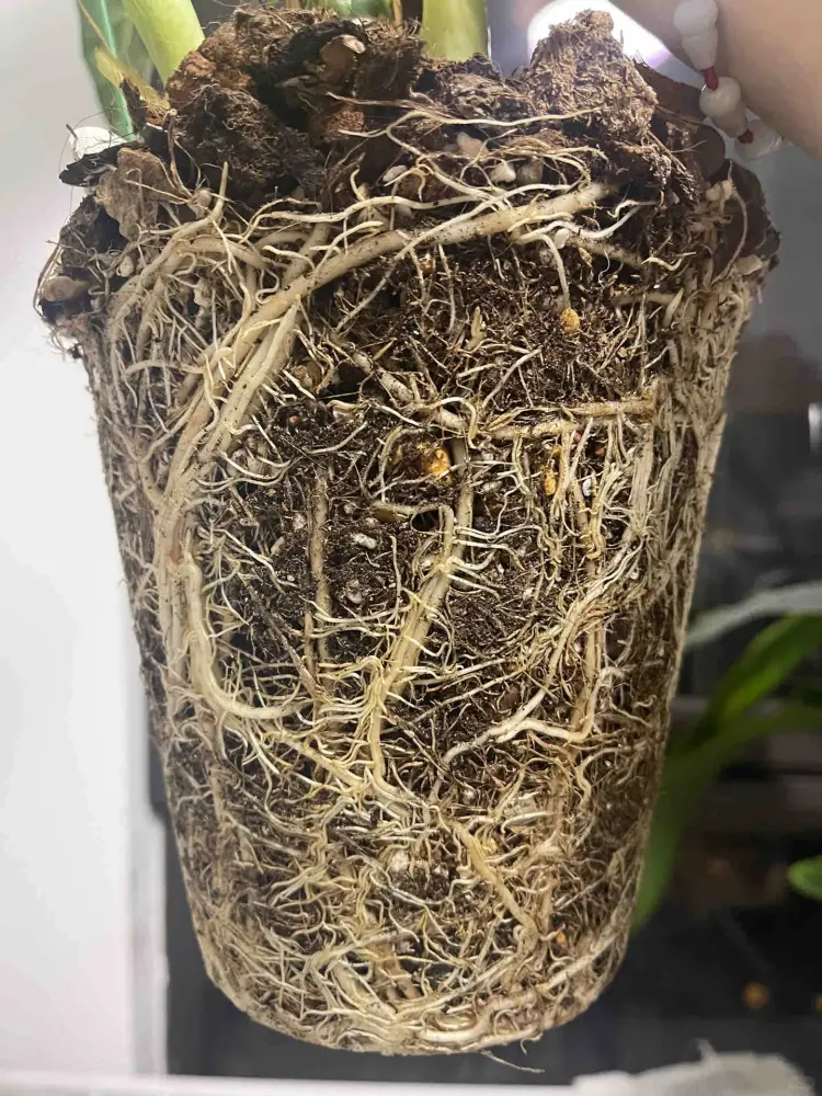 Healthy Green Velvet Alocasia roots filling the pot after repotting instead of showing root rot
