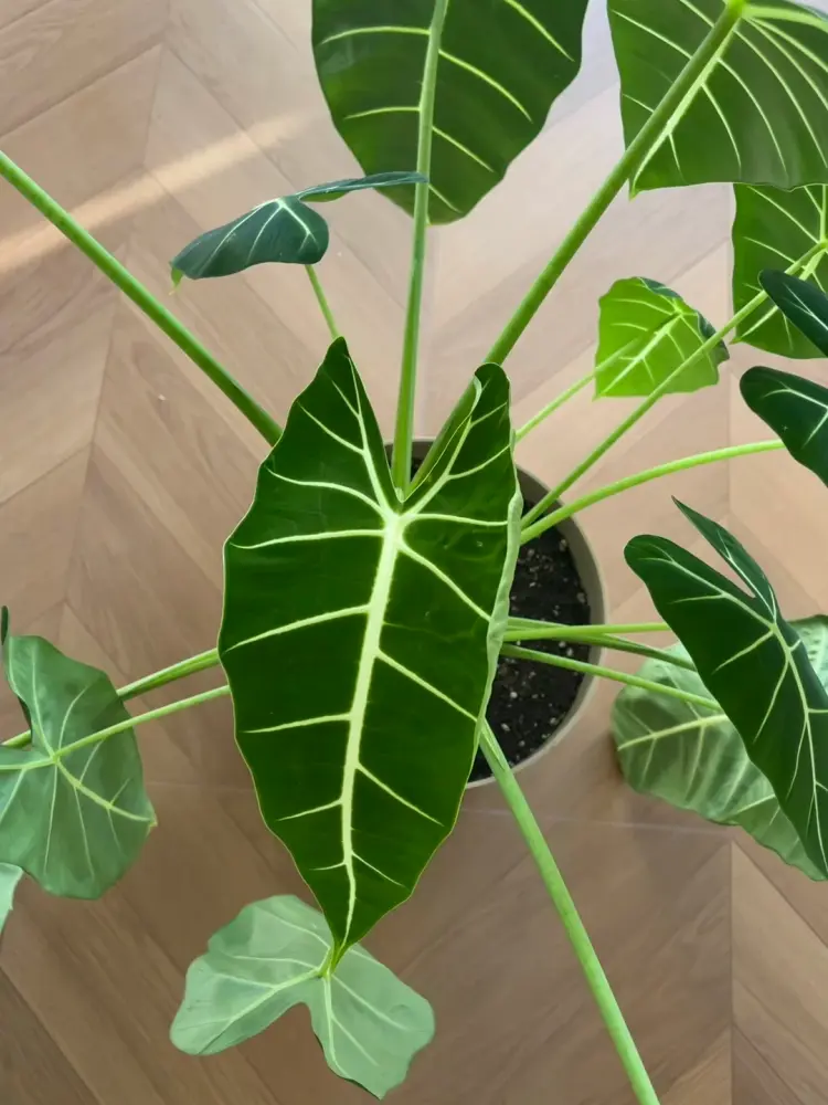 Green Velvet Alocasia Frydek showing leaf growth changes before adjusting light conditions