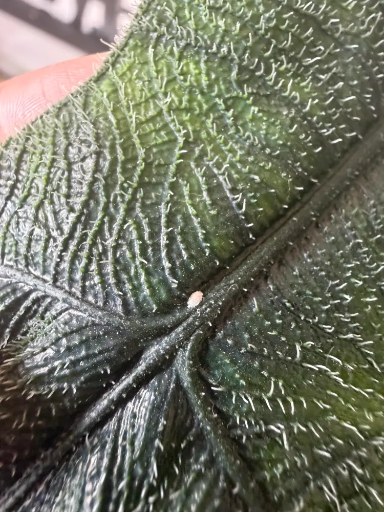 Are Those Bumps on Your Alocasia Scale Insects? How I Treat Them 1 close up photo of a scale insect attached to an Alocasia leaf