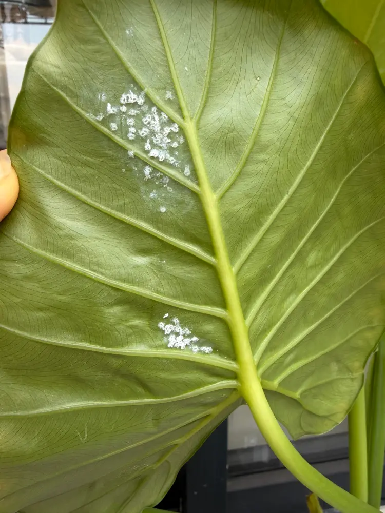 Are Those Bumps on Your Alocasia Scale Insects? How I Treat Them 3 white scale insects clustered on the underside of an Alocasia leaf
