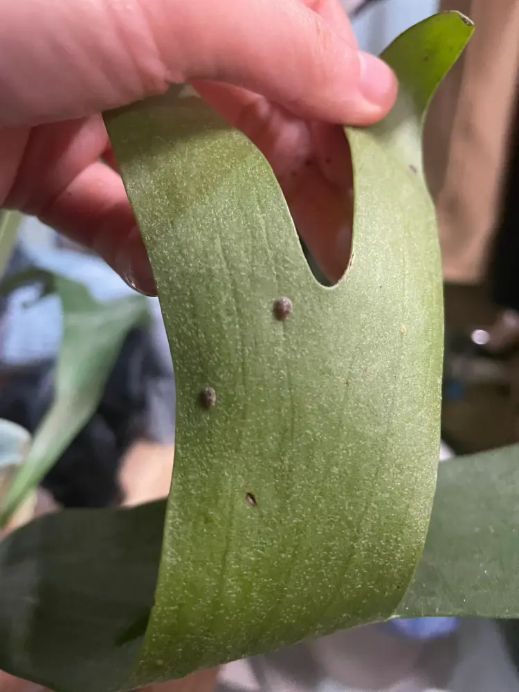 Are Those Bumps on Your Alocasia Scale Insects? How I Treat Them 2 scale insects attached to the underside of an Alocasia leaf