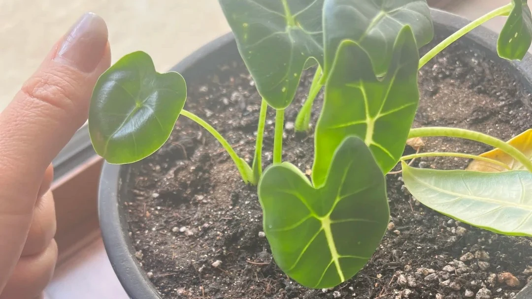 Why Are My Alocasia Leaves Getting Smaller? What My Green Velvet Taught Me