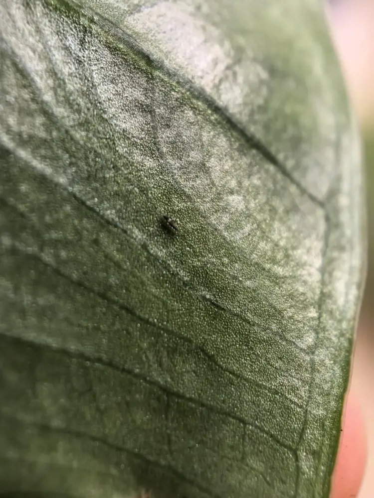 I Found Thrips on My Alocasia — What I Did Before Spraying Anything 2 small black thrips on Alocasia leaf surface