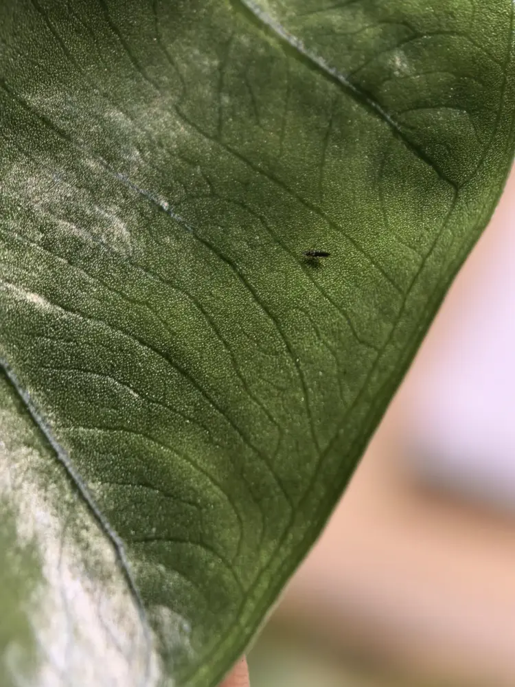I Found Thrips on My Alocasia — What I Did Before Spraying Anything 3 silver thrips damage marks on Alocasia leaf