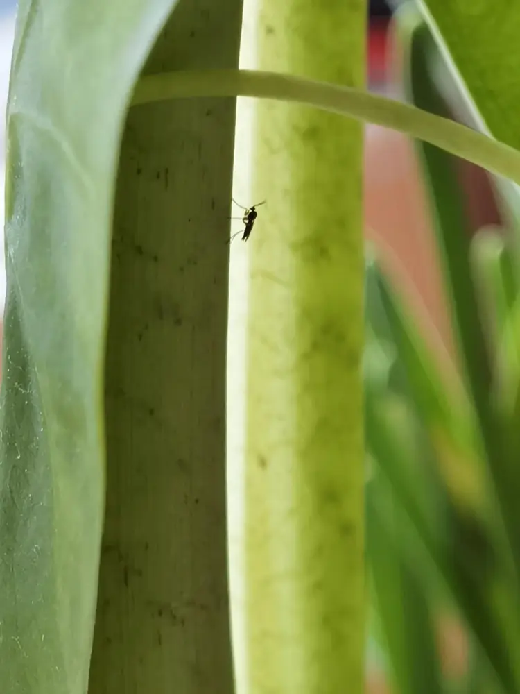 I Found Thrips on My Alocasia — What I Did Before Spraying Anything 1 black thrips hiding on an Alocasia leaf stem