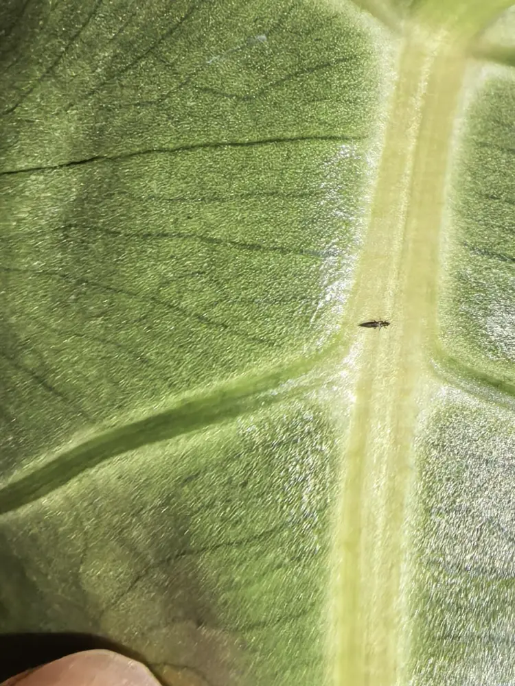 I Found Thrips on My Alocasia — What I Did Before Spraying Anything 4 thrips on the underside of an Alocasia leaf